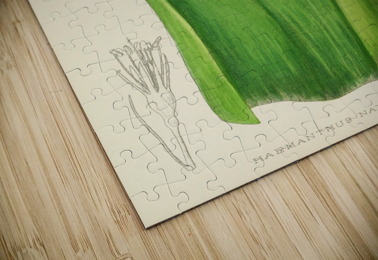 Haemanthus Natalensis IStockHistory com Puzzle