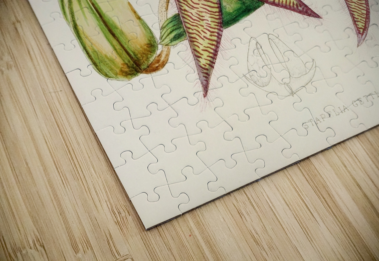 Stapelia Gettleffii IStockHistory com Puzzle