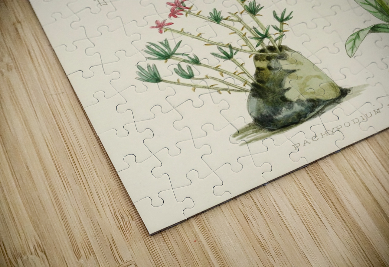 Pachypodium Succulentum IStockHistory com Puzzle