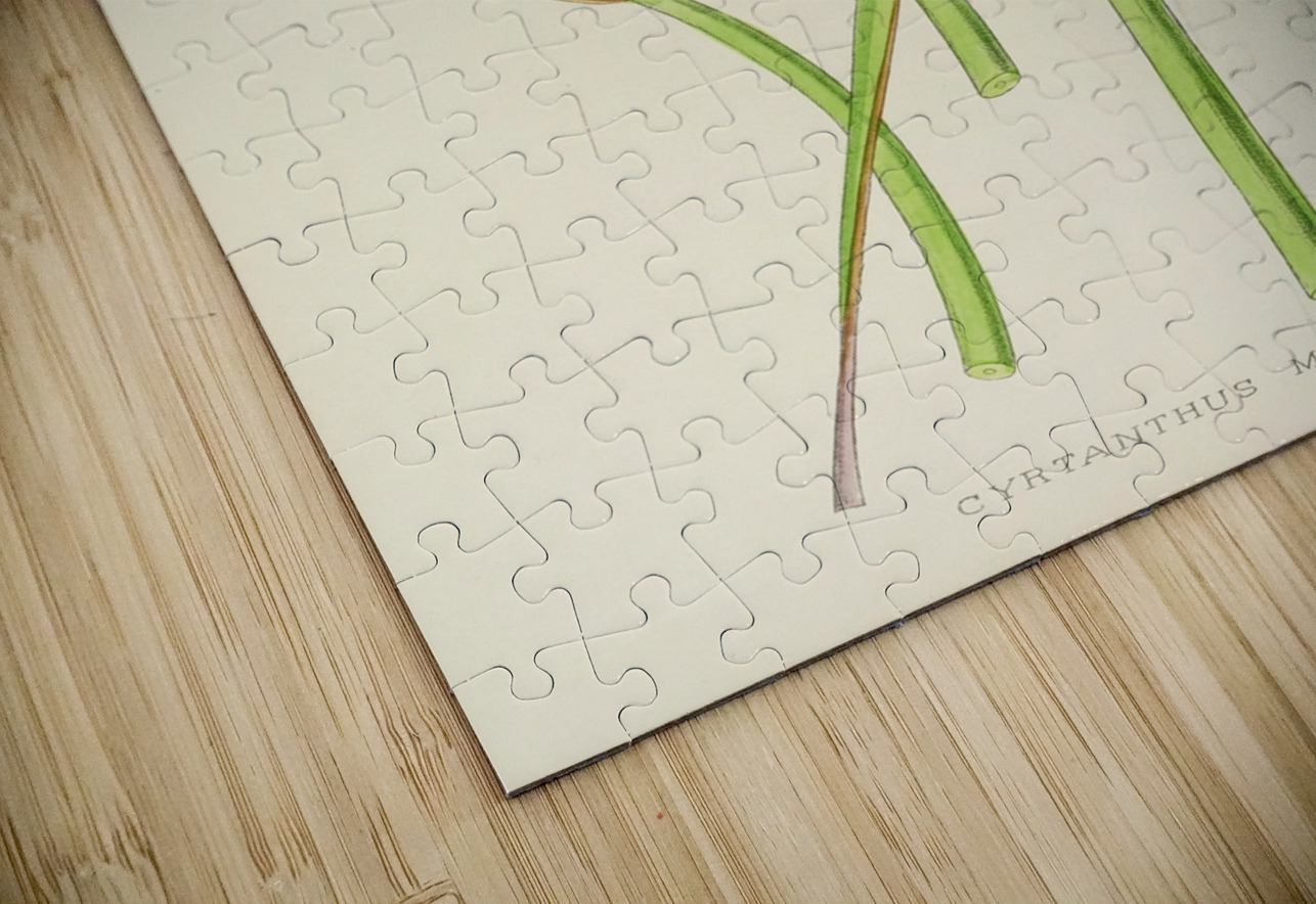 Cyrtanthus Mckenii IStockHistory com Puzzle