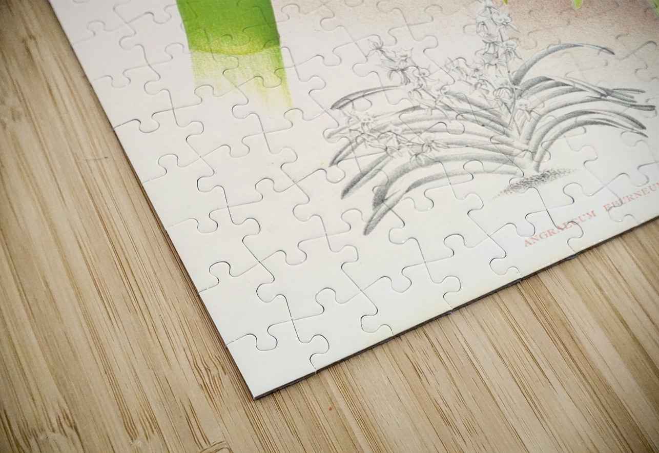 Angraecum eburneum var superbum IStockHistory com Puzzle