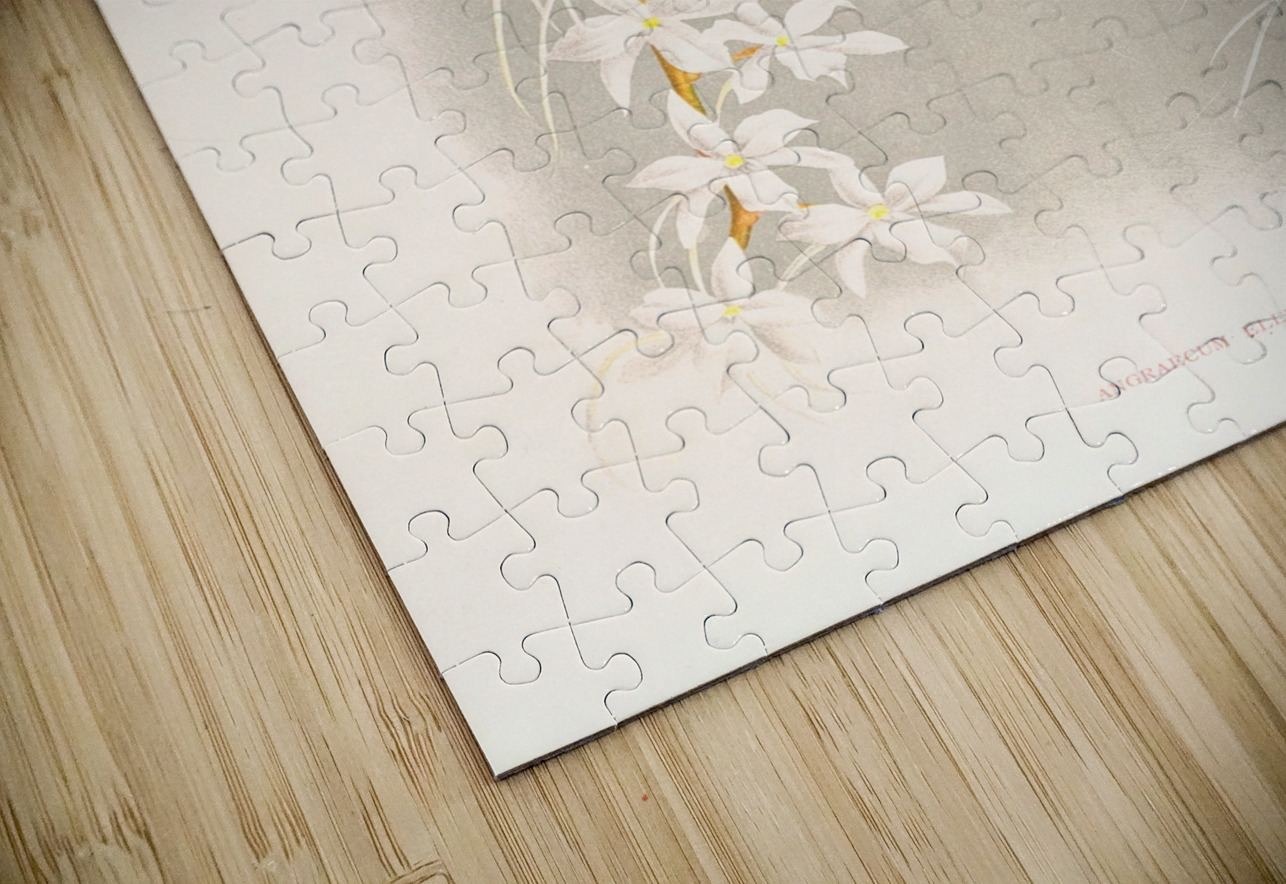 Angraecum ellisi  IStockHistory com Puzzle