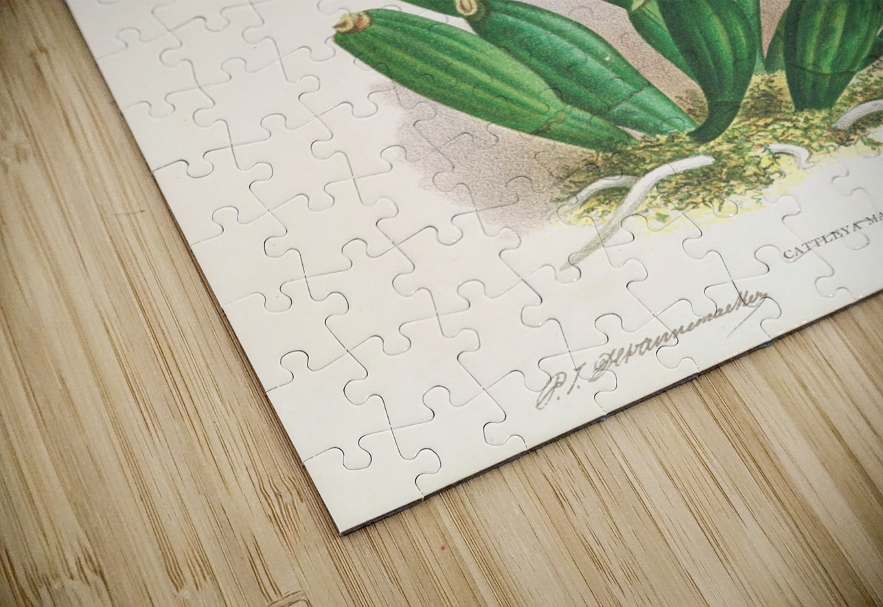 Cattleya Malouana IStockHistory com Puzzle