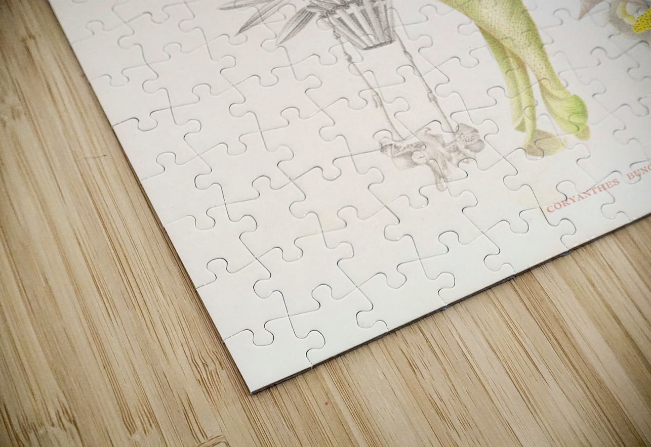 Coryanthes bungerothi  IStockHistory com Puzzle