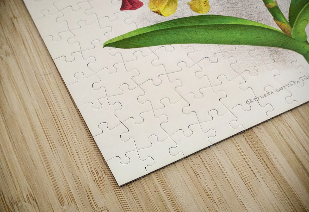 Cattleya guttata IStockHistory com Puzzle