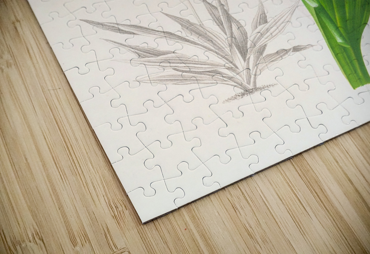 Calanthe Masuca  IStockHistory com Puzzle