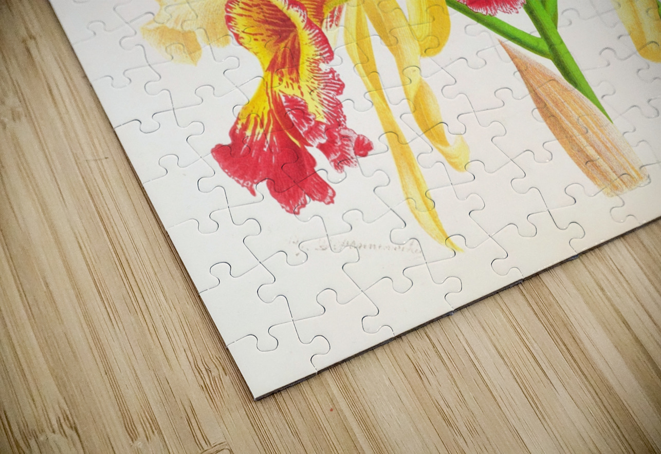 Cattleya Aurea IStockHistory com Puzzle