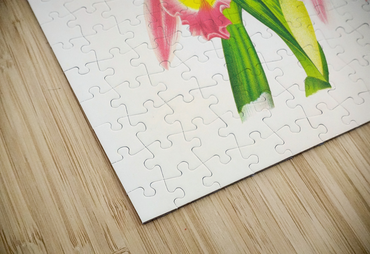 Cattleya Trianae var striata IStockHistory com Puzzle