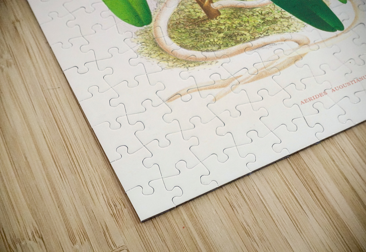 Aerides augustianum IStockHistory com Puzzle