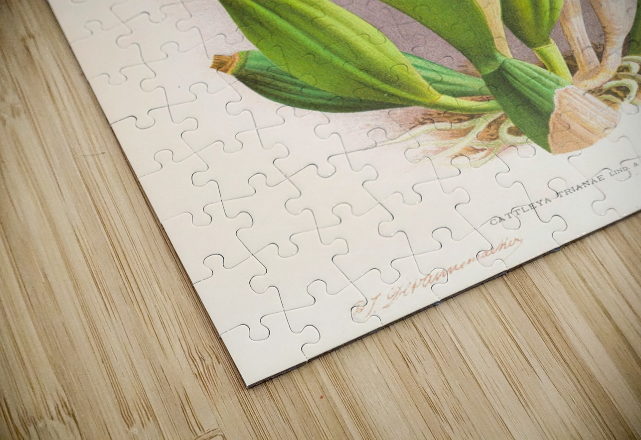 Cattleya Trianae IStockHistory com Puzzle