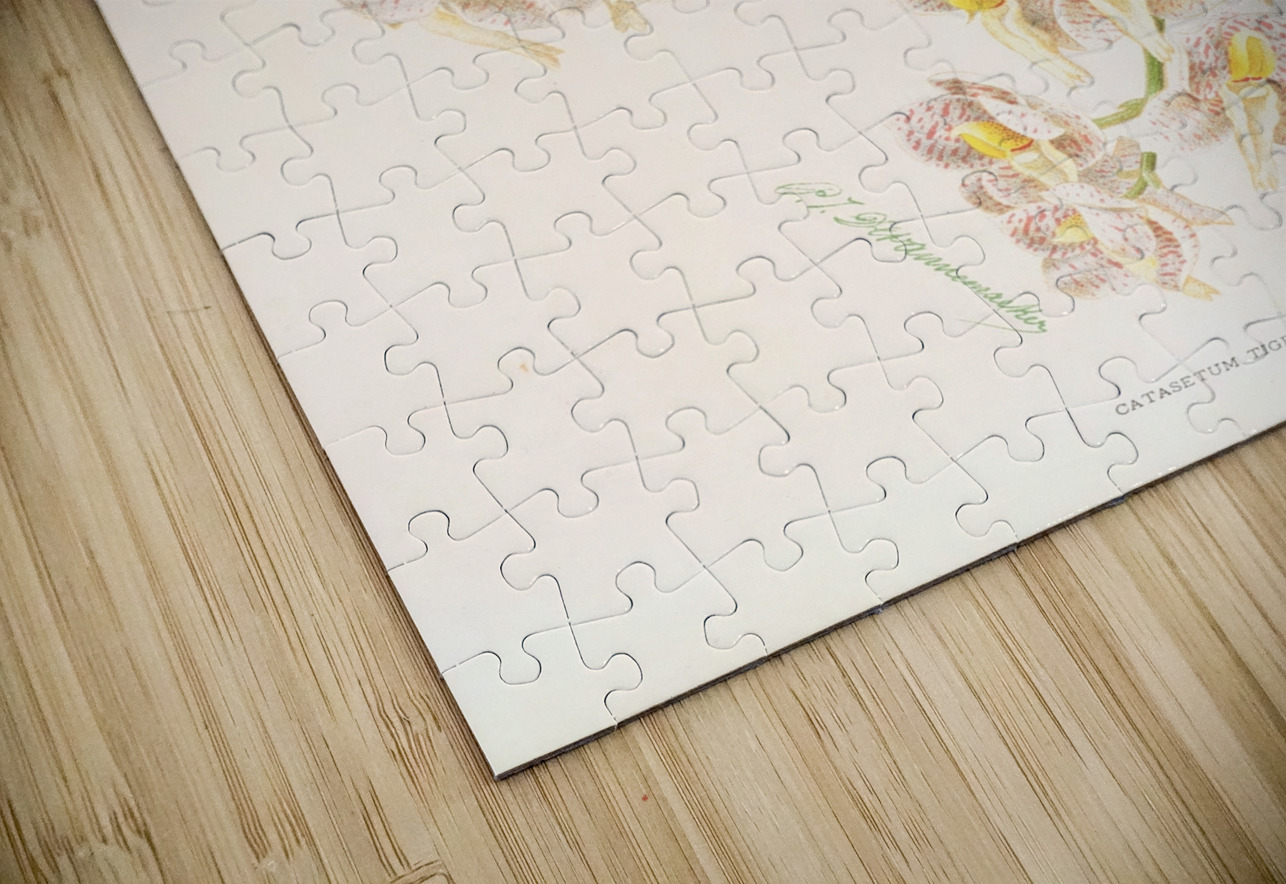 Catasetum tigrinum IStockHistory com Puzzle