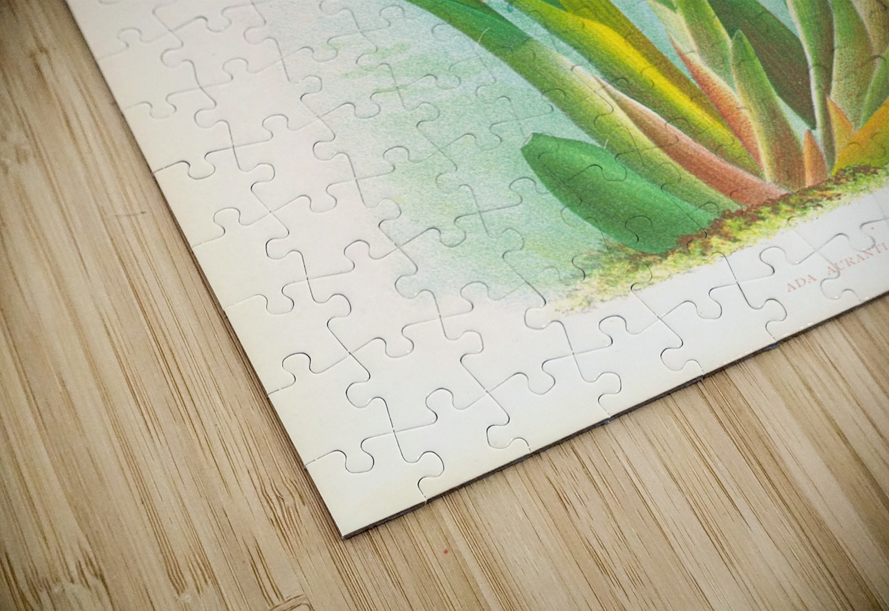 Ada aurantiaca IStockHistory com Puzzle