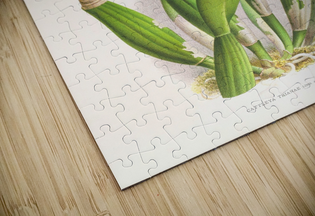 Cattleya Trianae IStockHistory com Puzzle