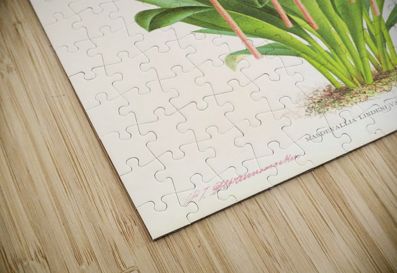 Masdevallia lindeni var grandiflora  IStockHistory com Puzzle