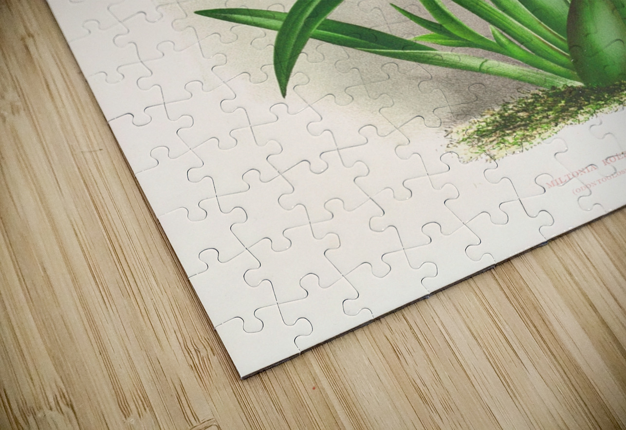 Miltonia roezli IStockHistory com Puzzle