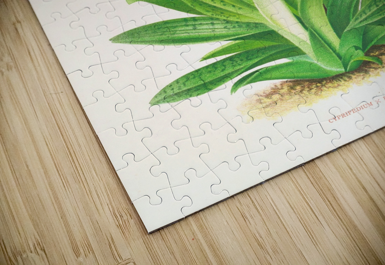 Cypripedium fraseri IStockHistory com Puzzle