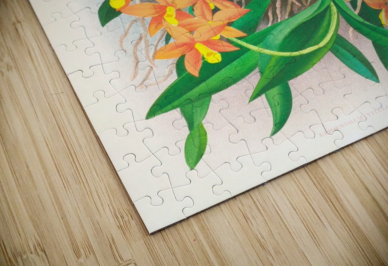 Epidendrum vitellinum IStockHistory com Puzzle