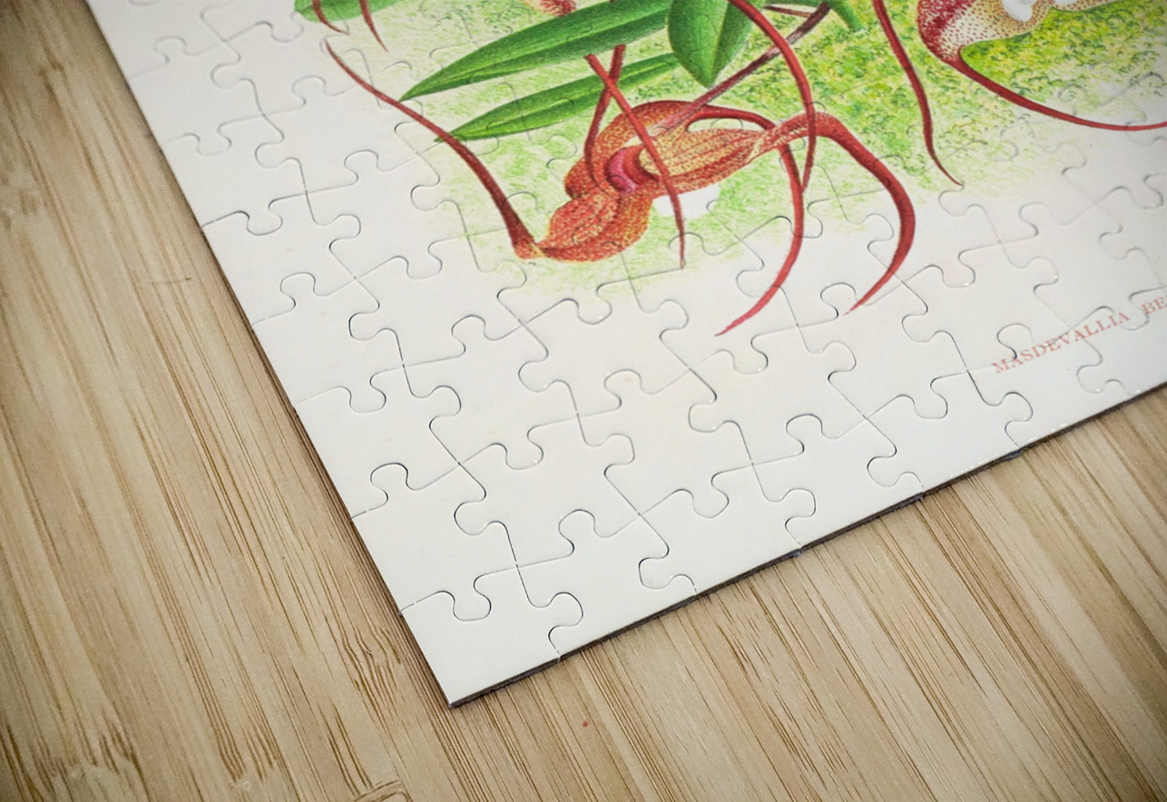 Masdevallia bella IStockHistory com Puzzle