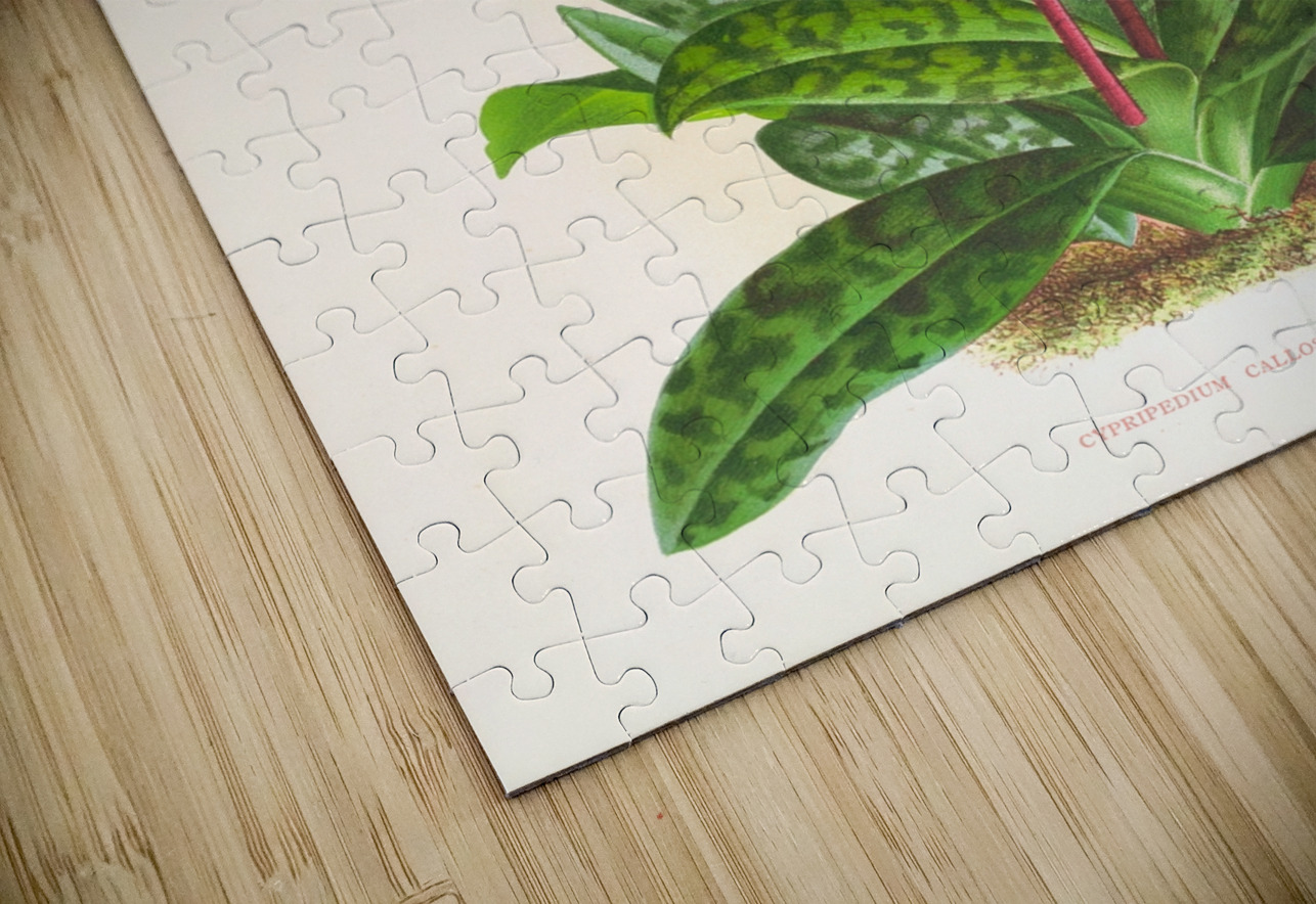 Cypripedium callosum IStockHistory com Puzzle