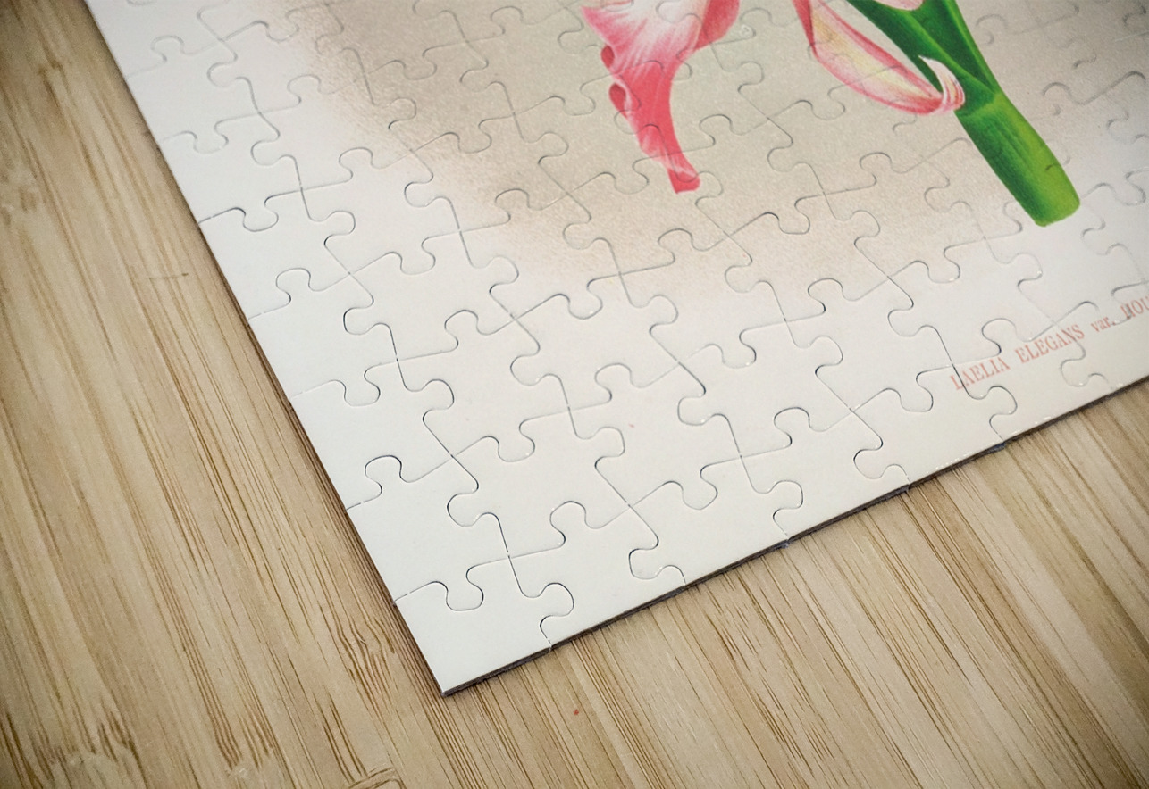 Laella elegans var houtteana IStockHistory com Puzzle