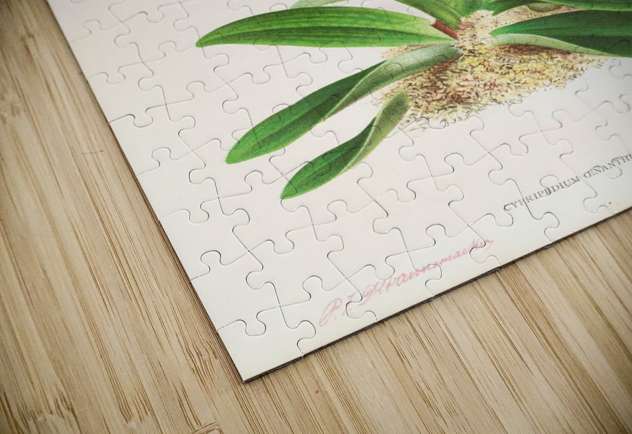 Cypripedium oenanthum superbum IStockHistory com Puzzle