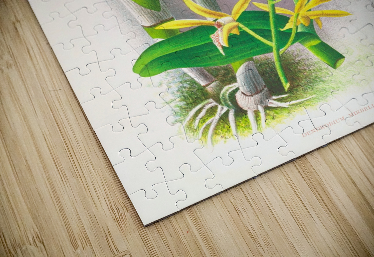 Dendrobium mirbelianum IStockHistory com Puzzle