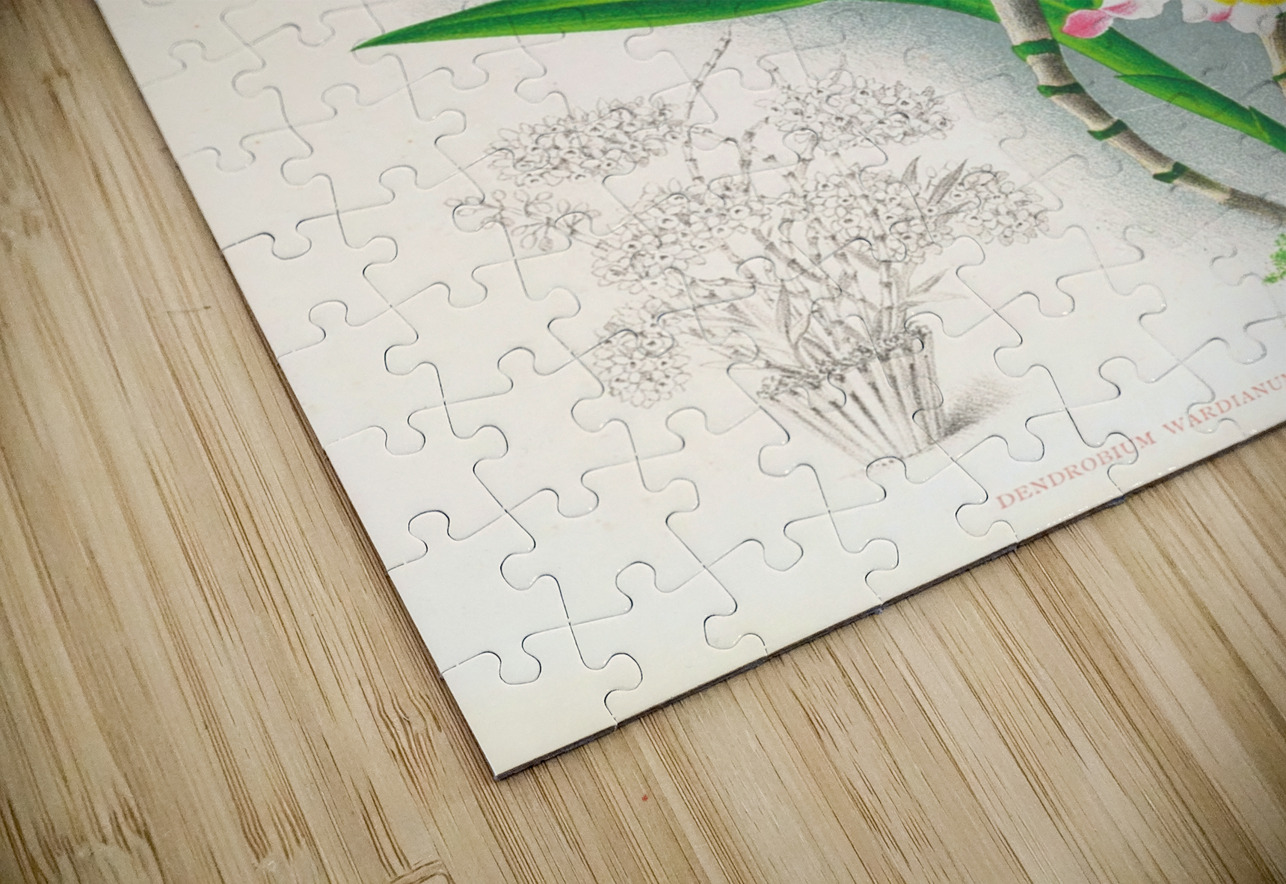 Dendrobium wardianum IStockHistory com Puzzle