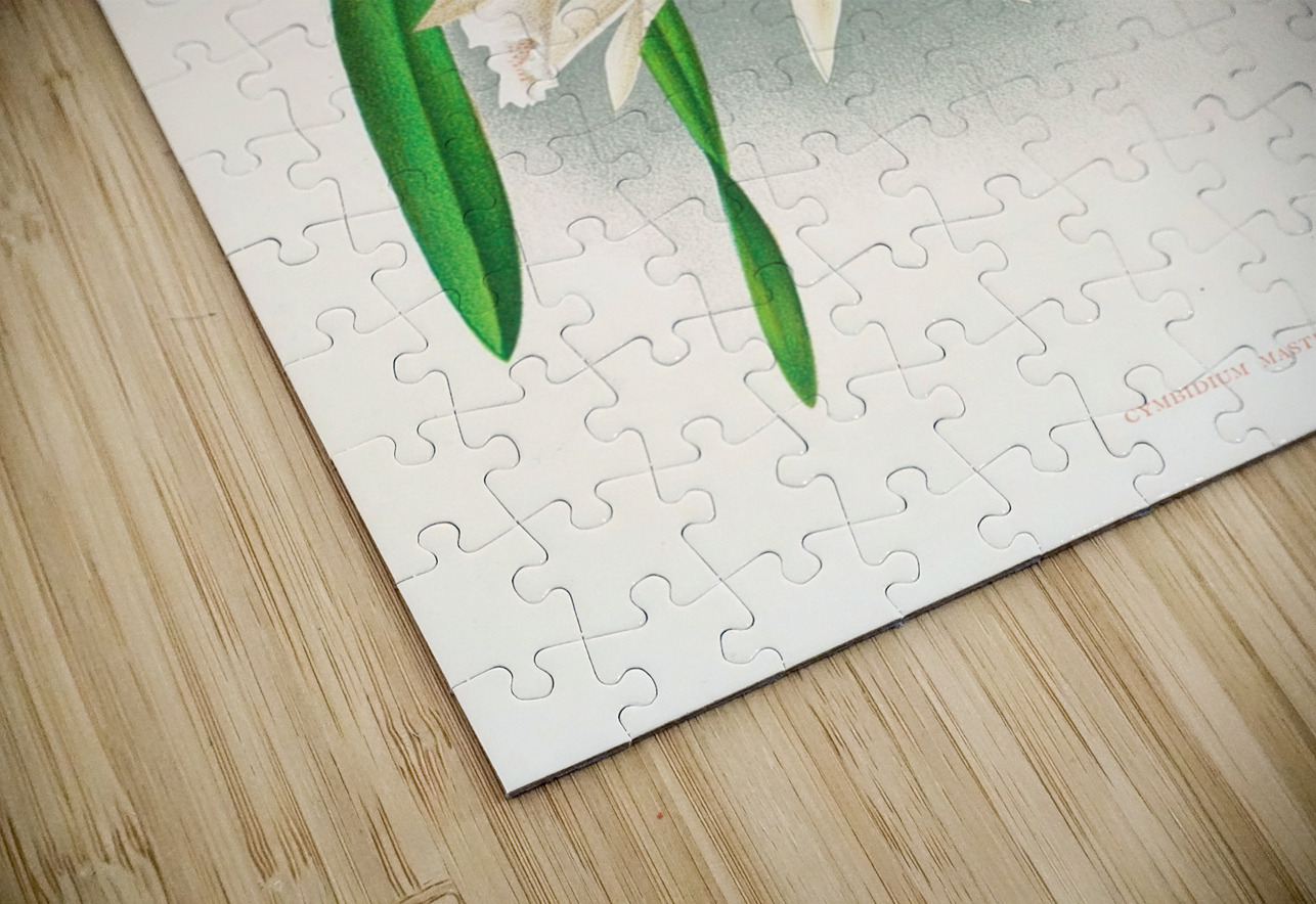 Cymbidium mastersi IStockHistory com Puzzle