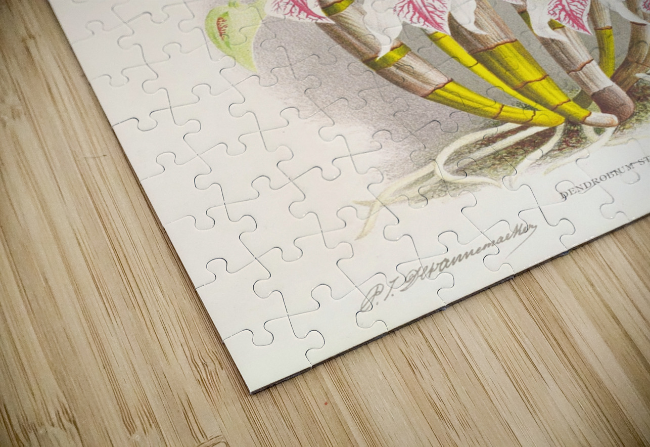 Dendrobium stratiotes IStockHistory com Puzzle