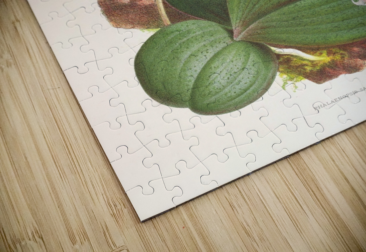 Phalaenopsis sanderiana IStockHistory com Puzzle