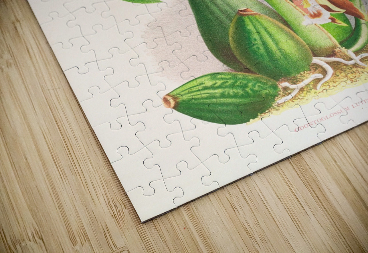 Odontoglossum luteo-purpureum IStockHistory com Puzzle