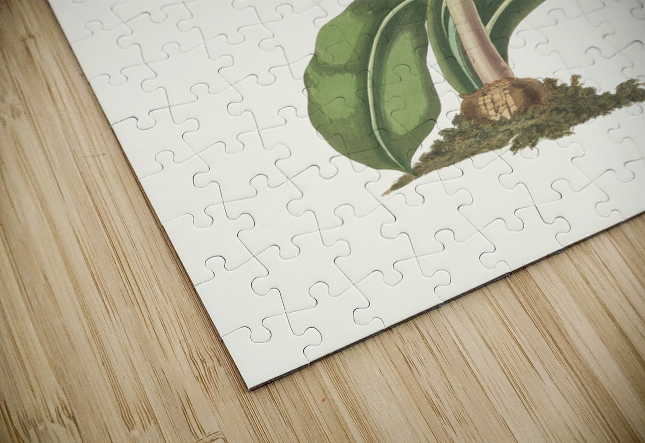 Amaryllis Steilatafolia 1834 IStockHistory com Puzzle