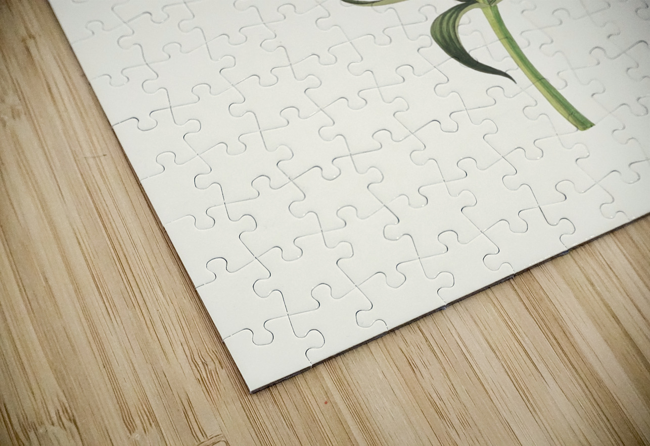 Lilium Canadense. [Canada Lily Wild Yellow Lily] 183400 IStockHistory com Puzzle