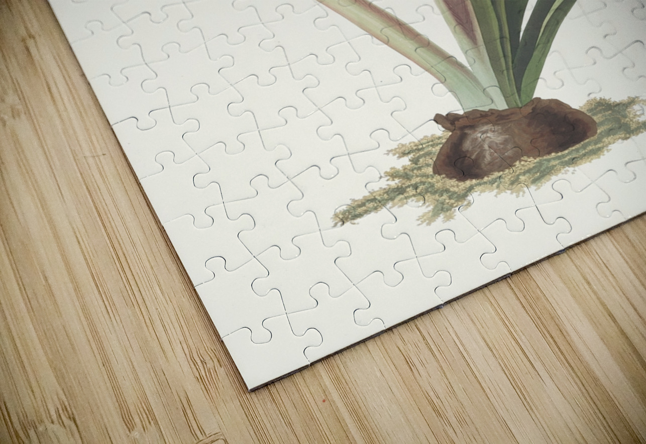 Amaryllis Johnsoni. 1834 IStockHistory com Puzzle