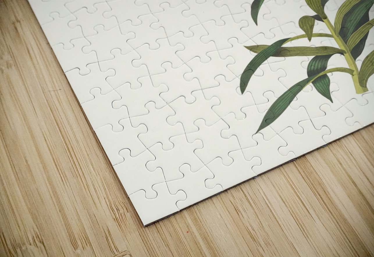 Lilium Longiflorum. 1834 IStockHistory com Puzzle