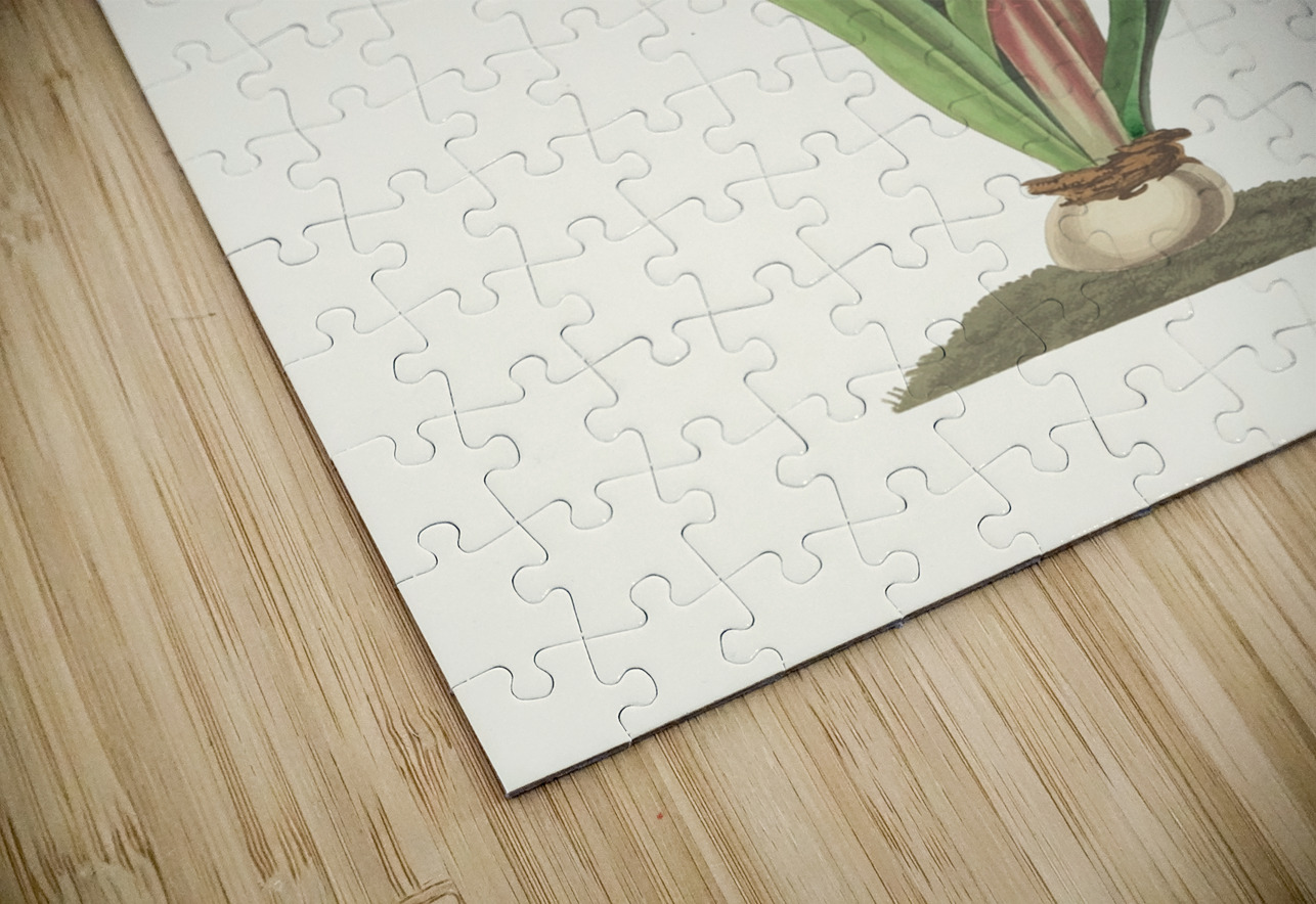 Amaryllis Vittata Minor 1834 IStockHistory com Puzzle