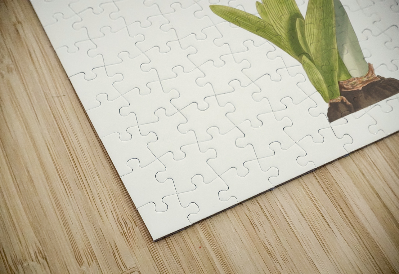 Amaryllis Solandriflora Var. Or Amaryllis Johnsoni 1834 IStockHistory com Puzzle