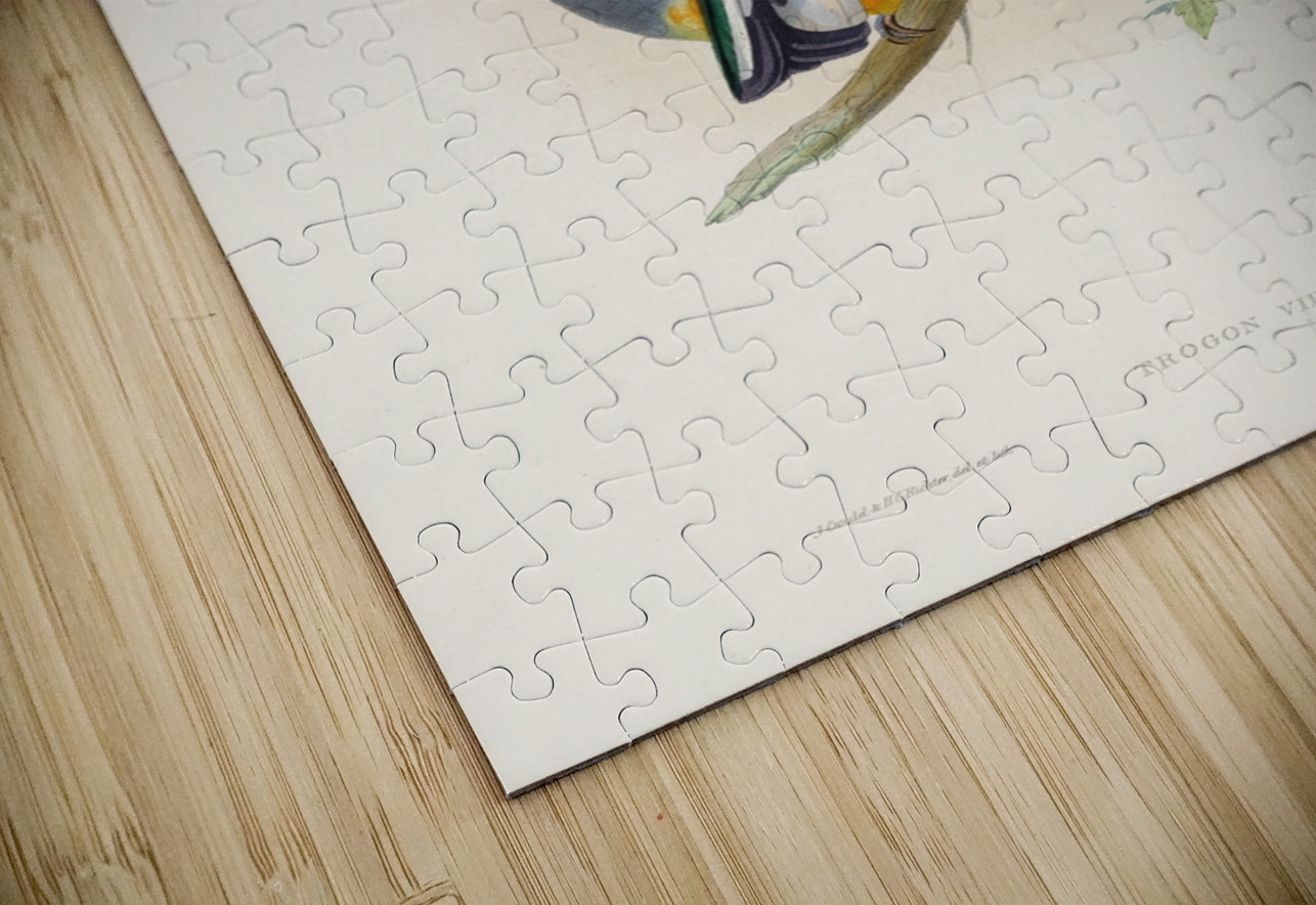 John Gould trogons 019 IStockHistory com Puzzle