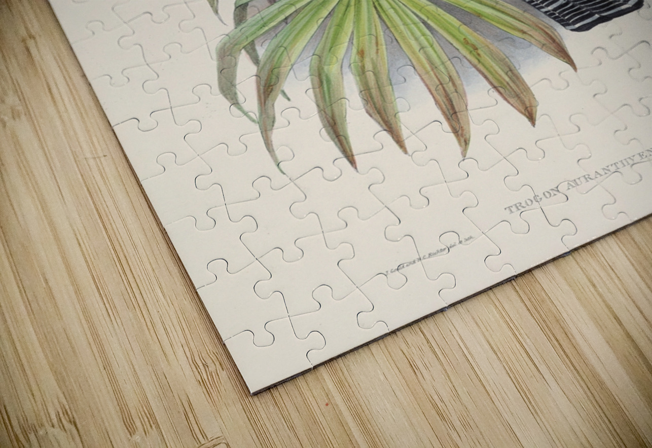 John Gould trogons 006 IStockHistory com Puzzle