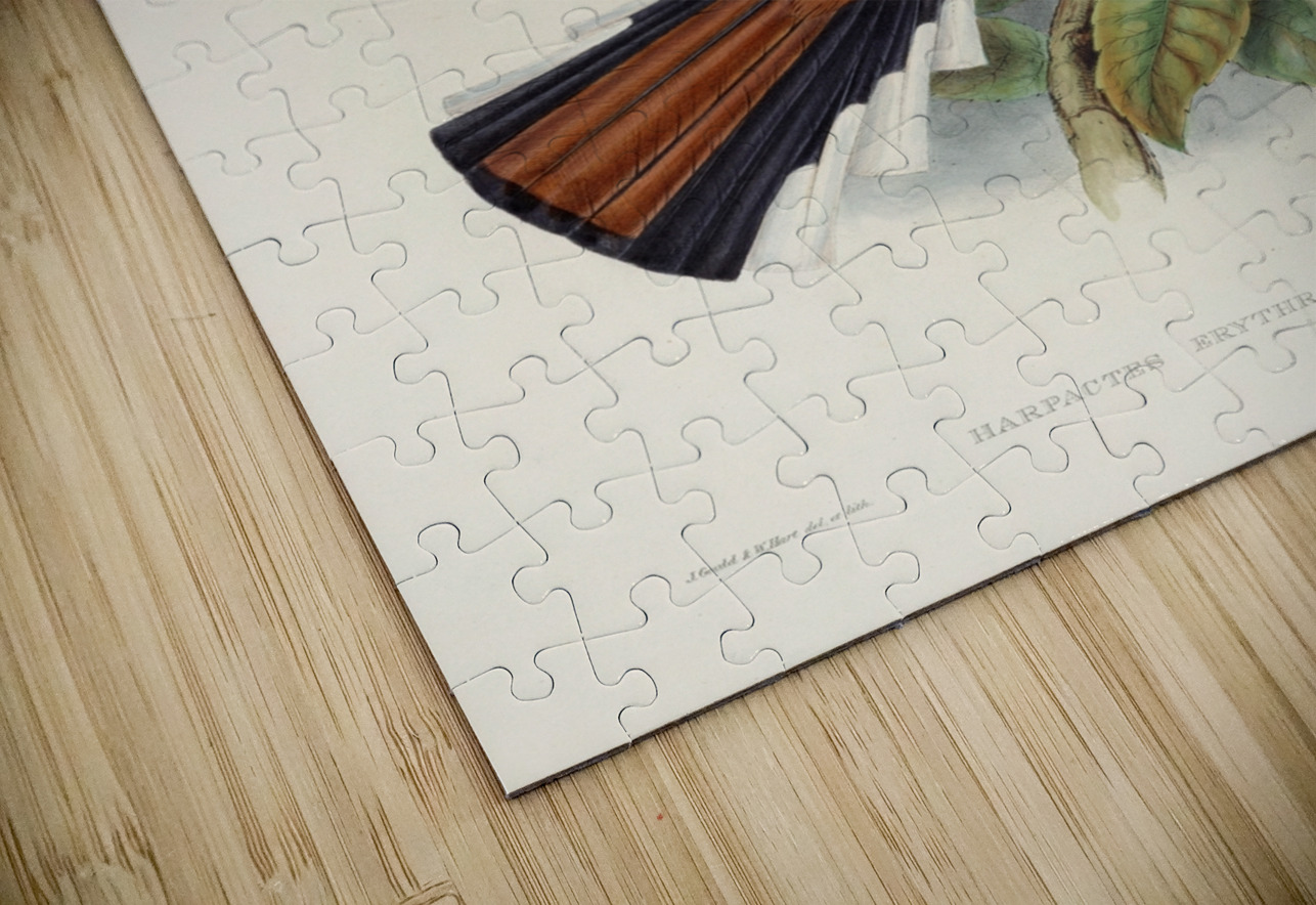 John Gould trogons 047 IStockHistory com Puzzle