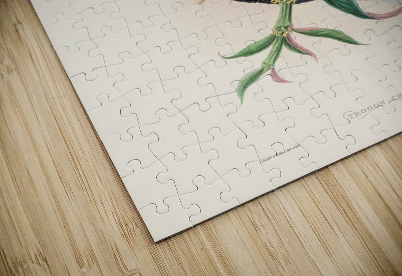 John Gould trogons 030 IStockHistory com Puzzle