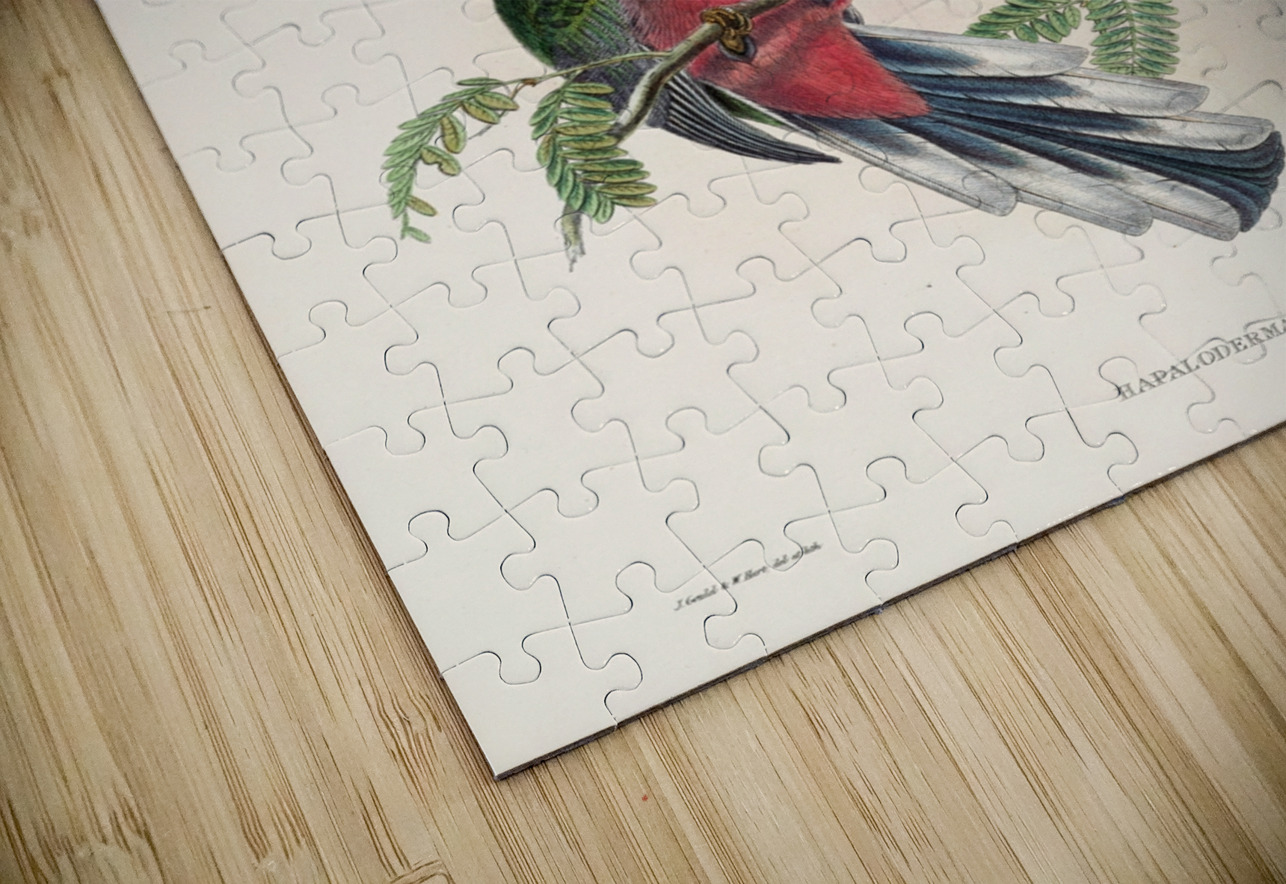 John Gould trogons 036 IStockHistory com Puzzle