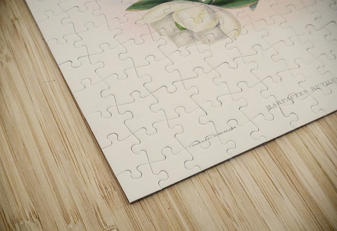 John Gould trogons 013 IStockHistory com Puzzle