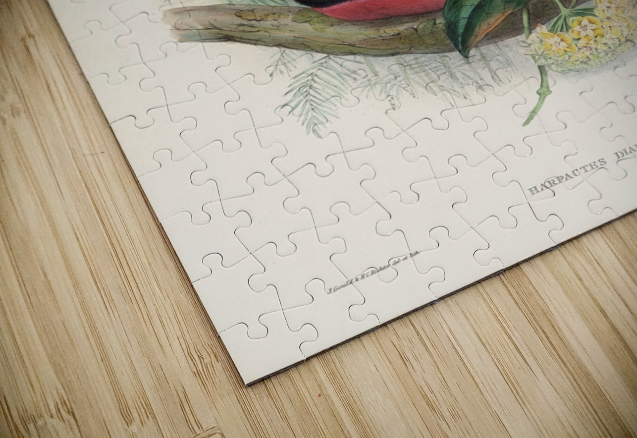 John Gould trogons 034 IStockHistory com Puzzle