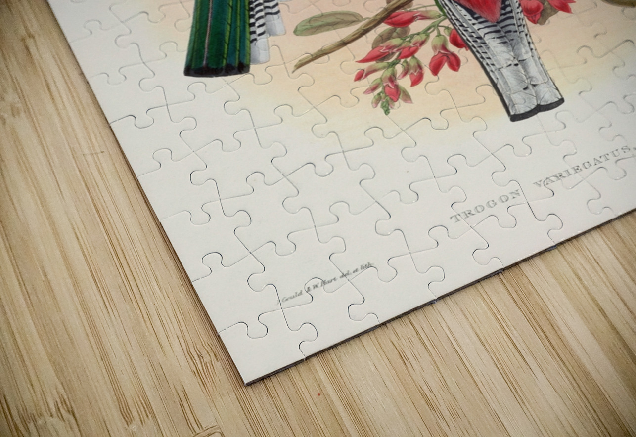 John Gould trogons 042 IStockHistory com Puzzle