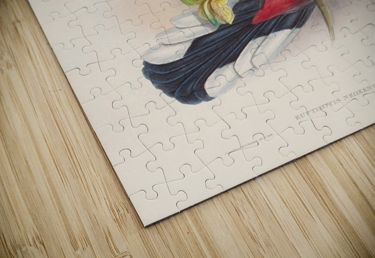 John Gould trogons 004 IStockHistory com Puzzle