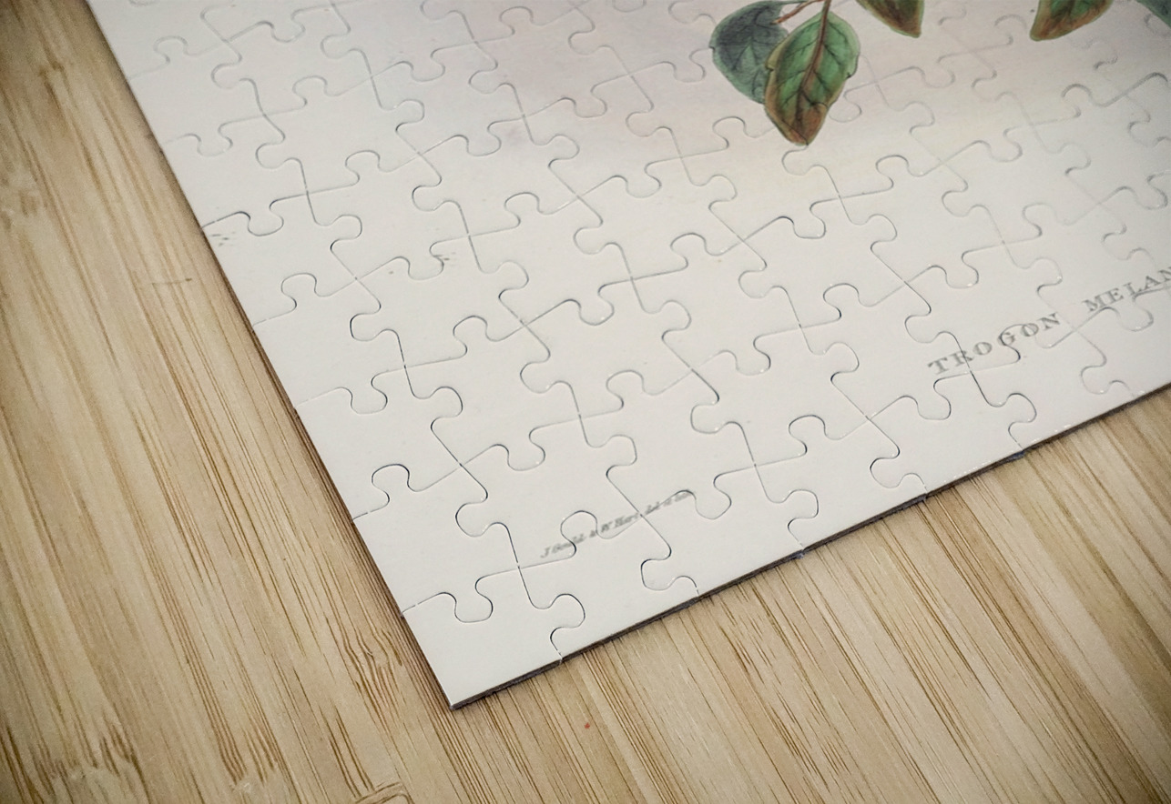 John Gould trogons 033 IStockHistory com Puzzle