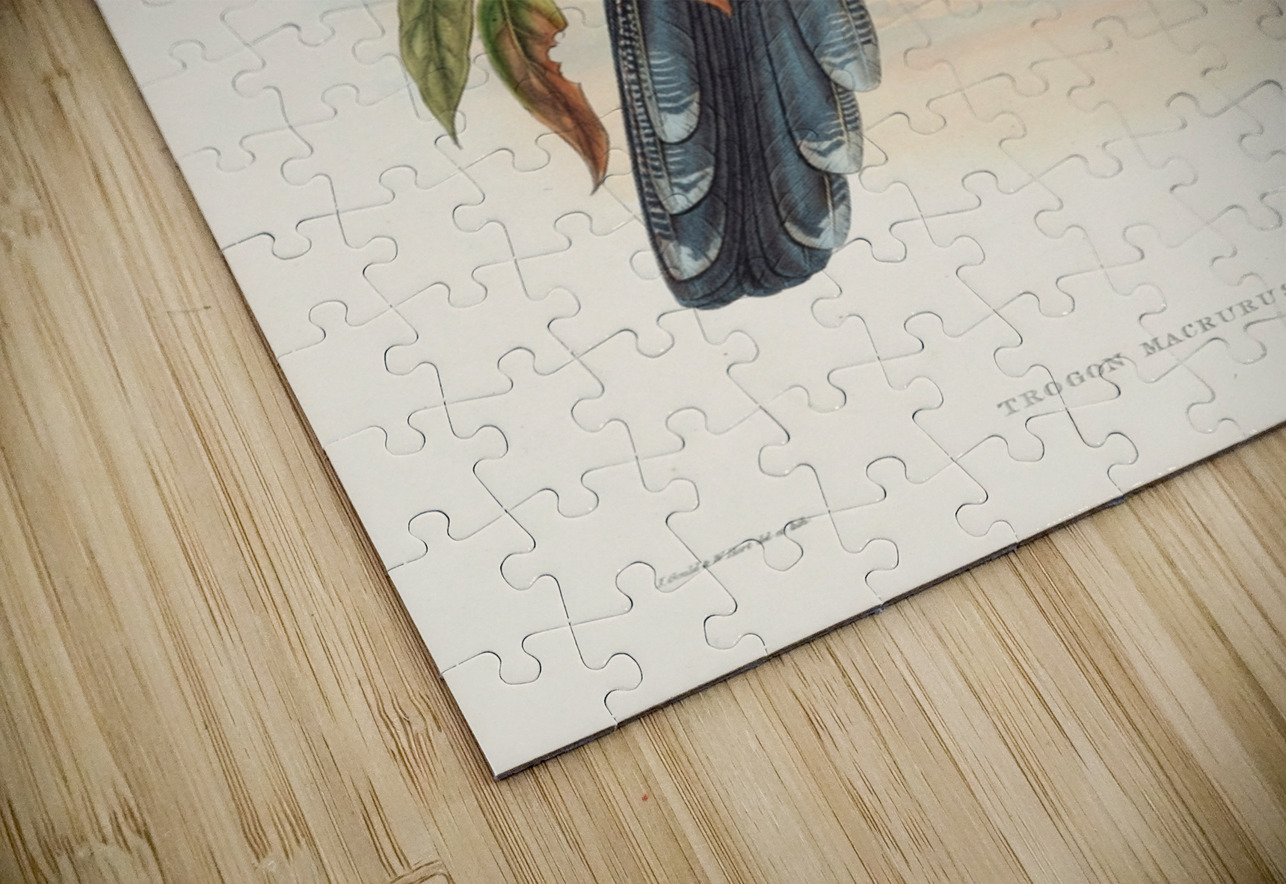 John Gould trogons 044 IStockHistory com Puzzle