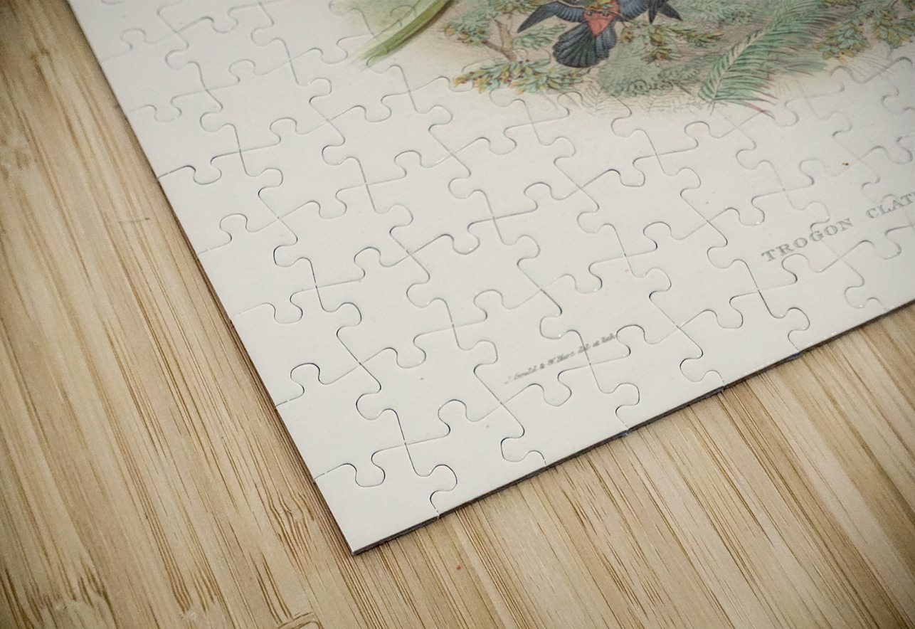 John Gould trogons 029 IStockHistory com Puzzle