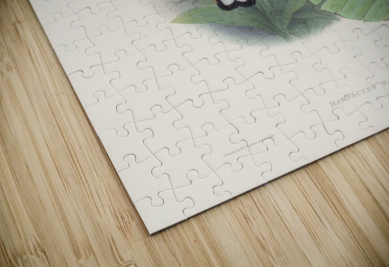 John Gould trogons 023 IStockHistory com Puzzle